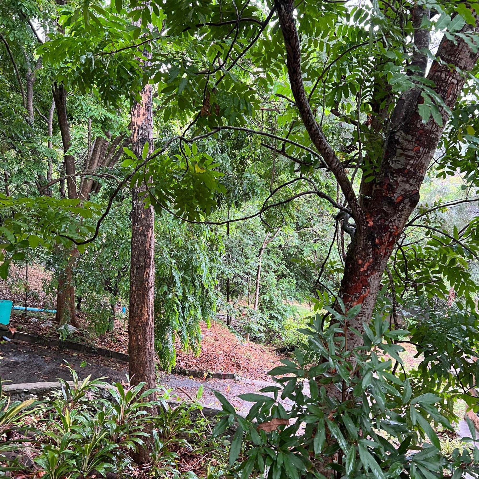Kata Villa Merit Hill Bungalows Karon المظهر الخارجي الصورة